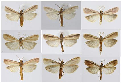Zootaxa's tweet image. Three #newspecies of the tribe #Anerastiini (#Lepidoptera: #Pyralidae) from #Korea
#taxonomy
doi.org/10.11646/zoota…