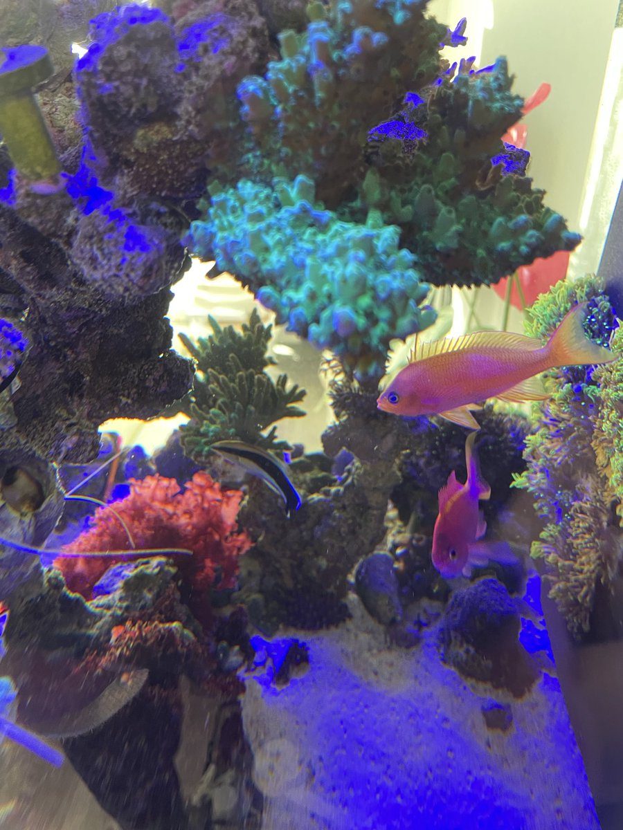 朝陽🌅×夜明け

陽で透ける海藻がキレイ😊