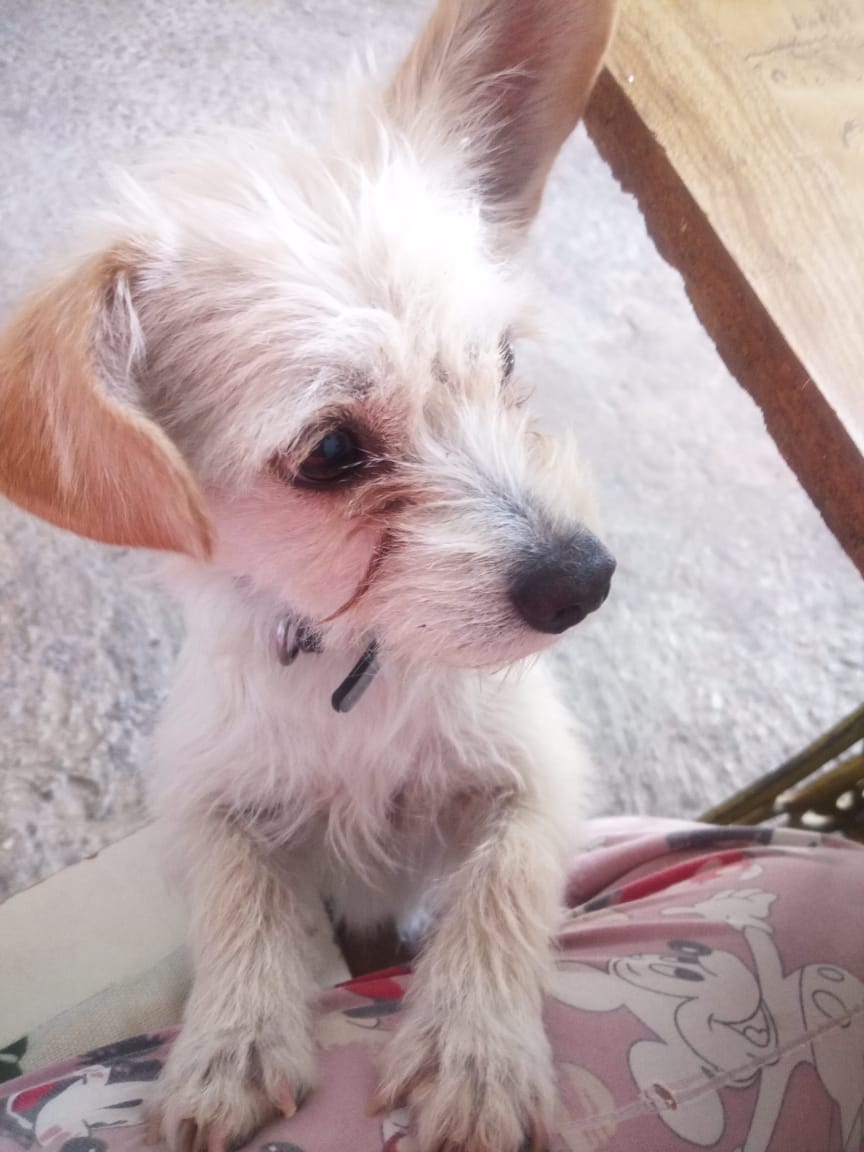 VIBRAmascotas's tweet photo. Esta nena es preciosa , necesita una familia comprometida y responsable 
Hemos mandado varios formularios por ella pero no ha regresado NINGUNO 
ayúdale a encontrar una familia por favor 🙏🏼 
Wats 5548724347
Ciudad de México https://t.co/jZioZajVRI