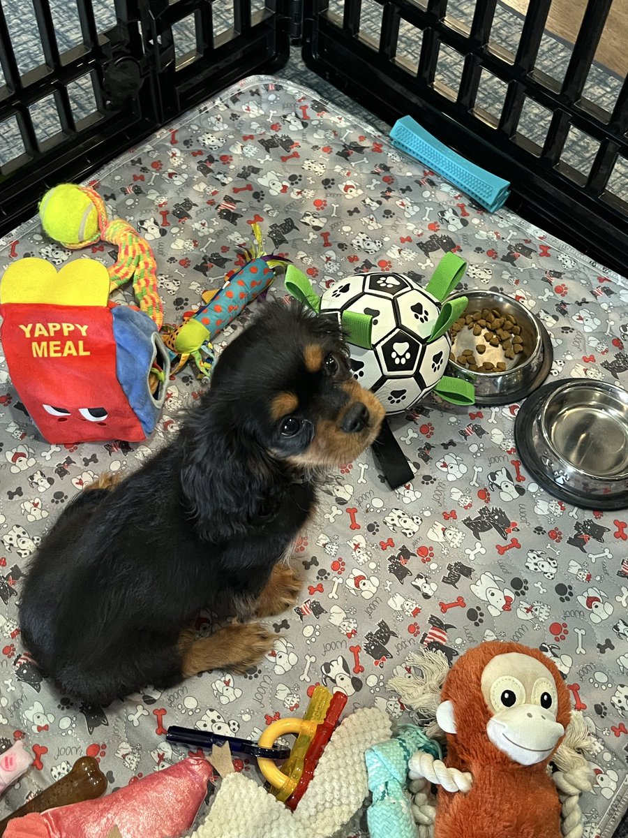 Motor City Hoops tweet media