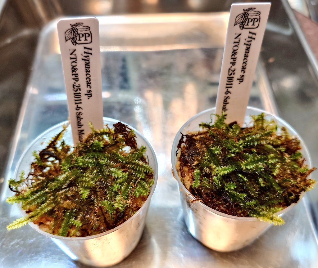 Hypnum sp. Sabah 🇲🇾 [ NTO&PP-251011-6 ] ハイゴケの仲間 B sp