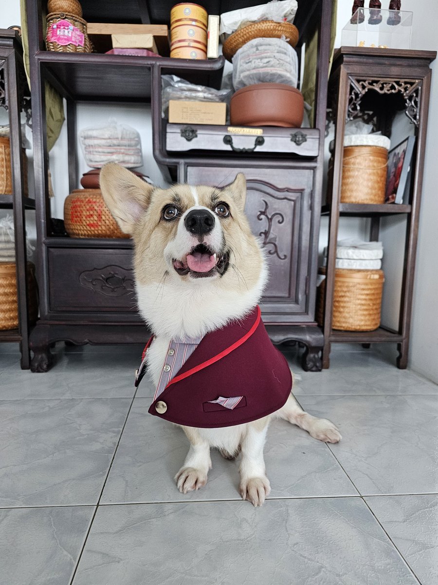 Chinese new year corg is forever derpy