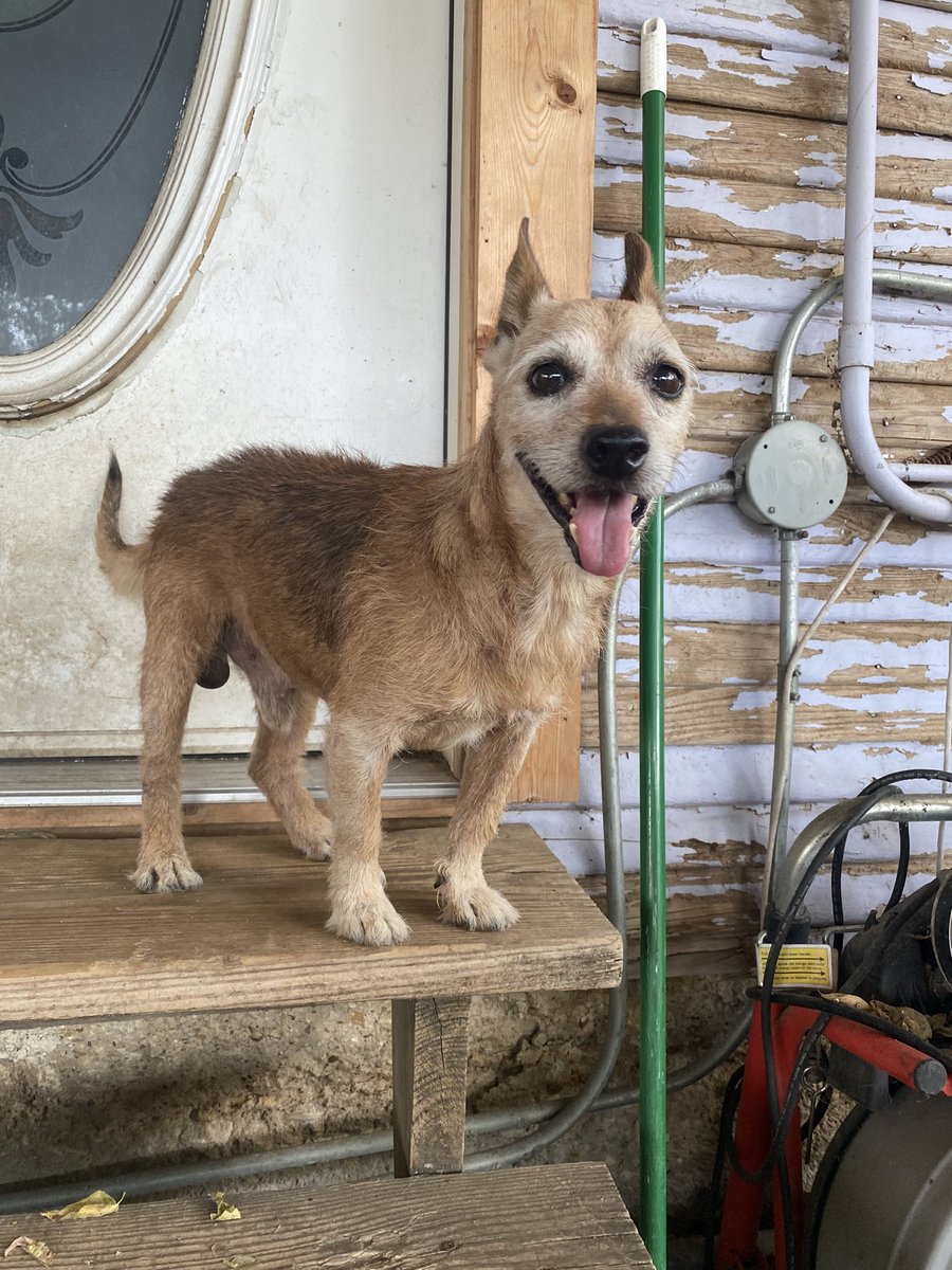 Terribly sad day today. My rigs has passed away… I love you buddy