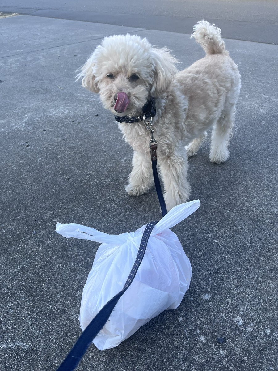 ライス隊長とお散歩ピカピカ隊
900回チャレンジ【871回目】

冷たい北風。
でもライスと一緒なら平気😊❤️

笑って歩いて、ちょこっとゴミ拾い。

#ゴミ拾い #犬の散歩 #川口市