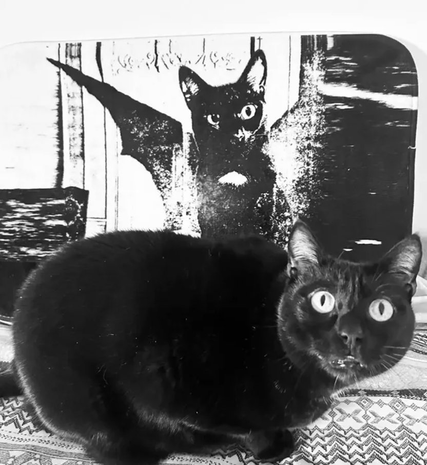 Gothicat tweet media