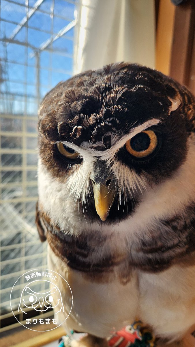 まりもまも (@marimomamo073) / Posts / X