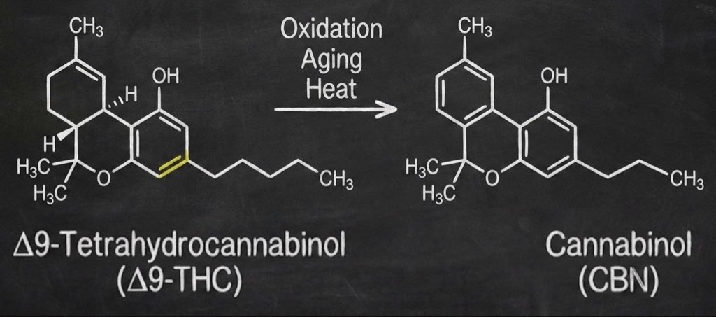 元を辿ればΔ9-THC
奇跡的に完了した「壮大な安全性の証明」を、今こそ国に突きつける時

CBNのルーツを知っていますか？
元を辿れば、CBNはΔ9-THCです

生えてる大麻には実を言うと存在しません、抜いた後にCBNに変わっていきます