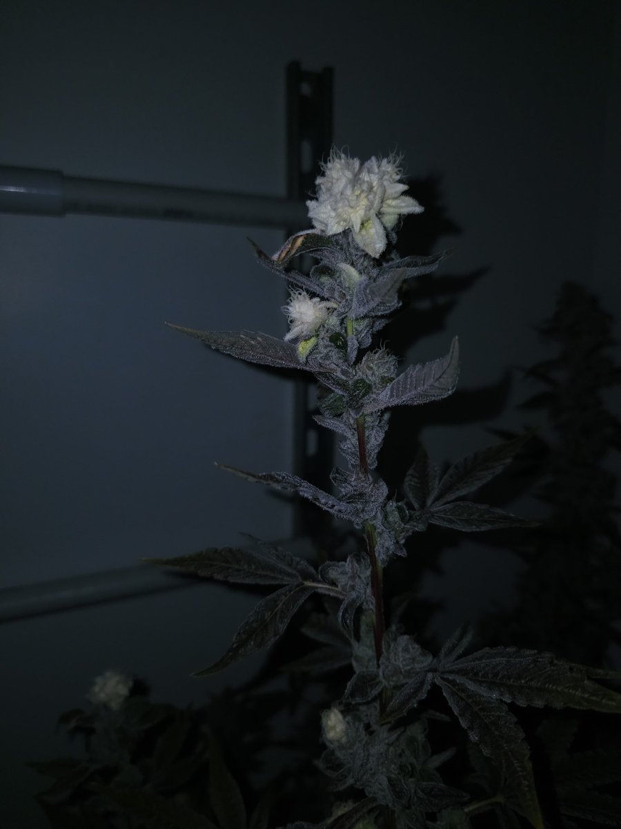 Capulator tweet media