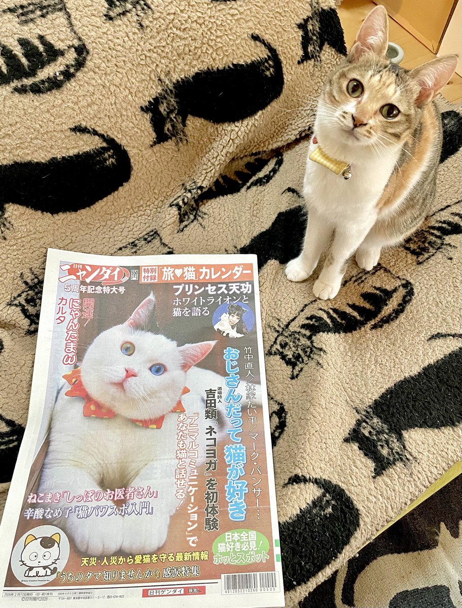 日刊ニャンダイ』2026年版が入荷🗞巻頭は「おじさんだって猫が好き