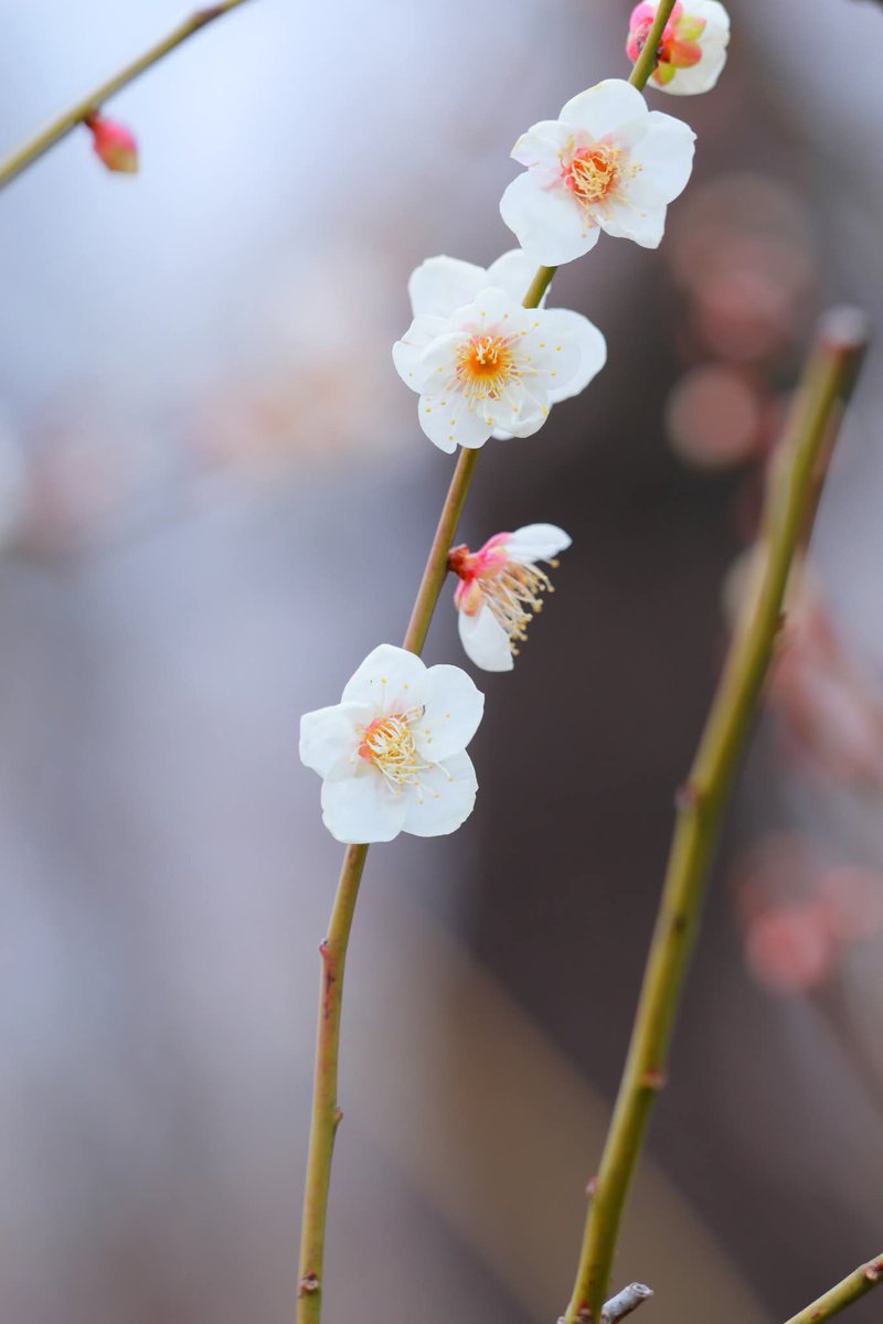 マルマル (@TGIMJcGPFppZZxP) / Posts / X