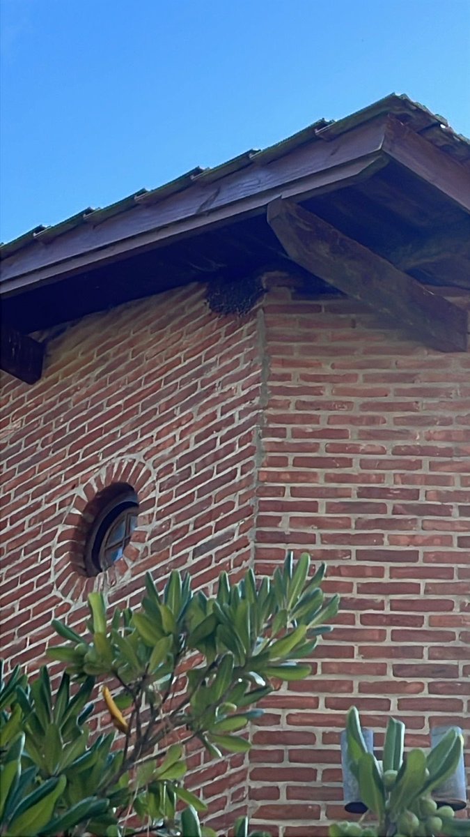 Cecilia31799286's tweet photo. @muni_pinamar panal muy grande de abejas en goleta Independencia 675. Niñas picadas en la vivienda, no podemos abrir las ventanas. Riego alto. https://t.co/gQCntvLjmO
