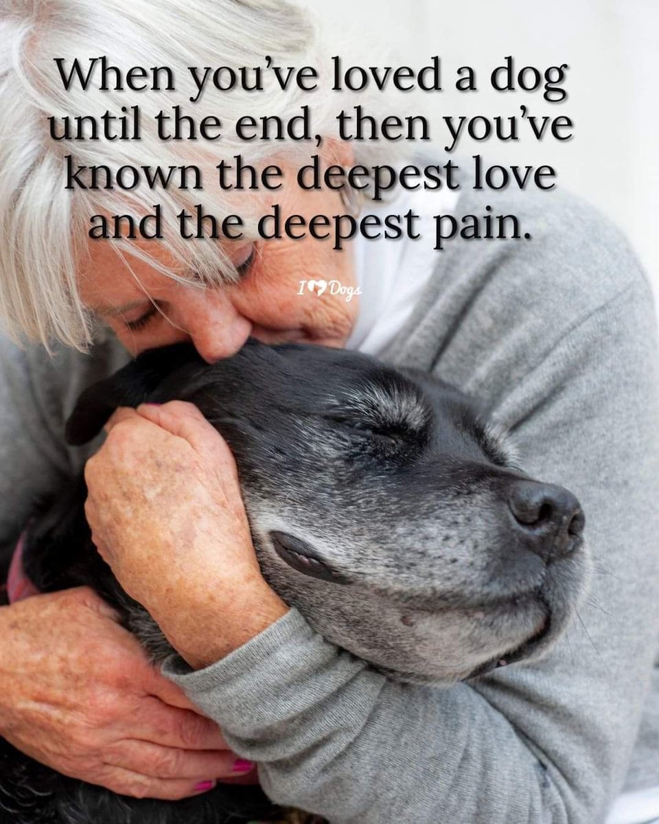 𝕏 Dogs tweet media