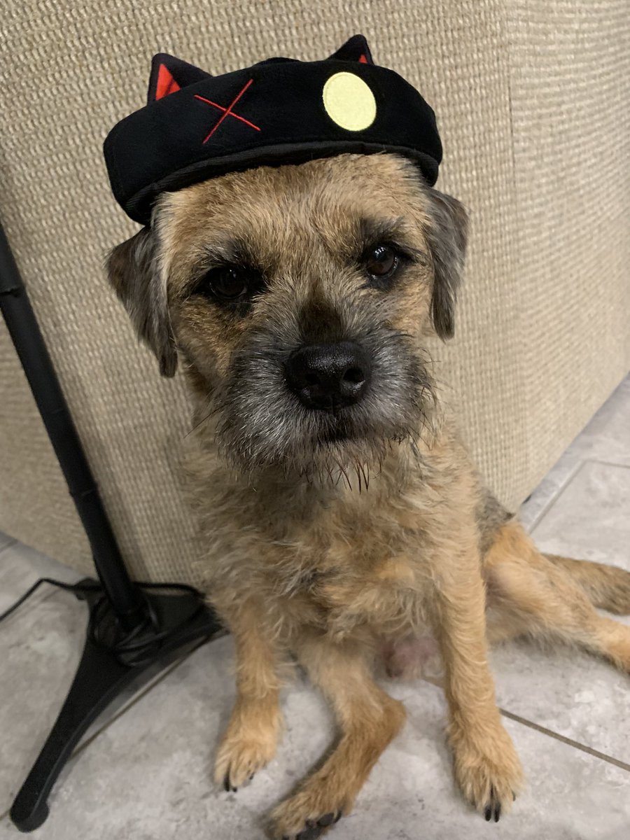 Kuropon and my new lolita coord came at the same time yippie!
also the hat fits my dog’s head perfectly lol