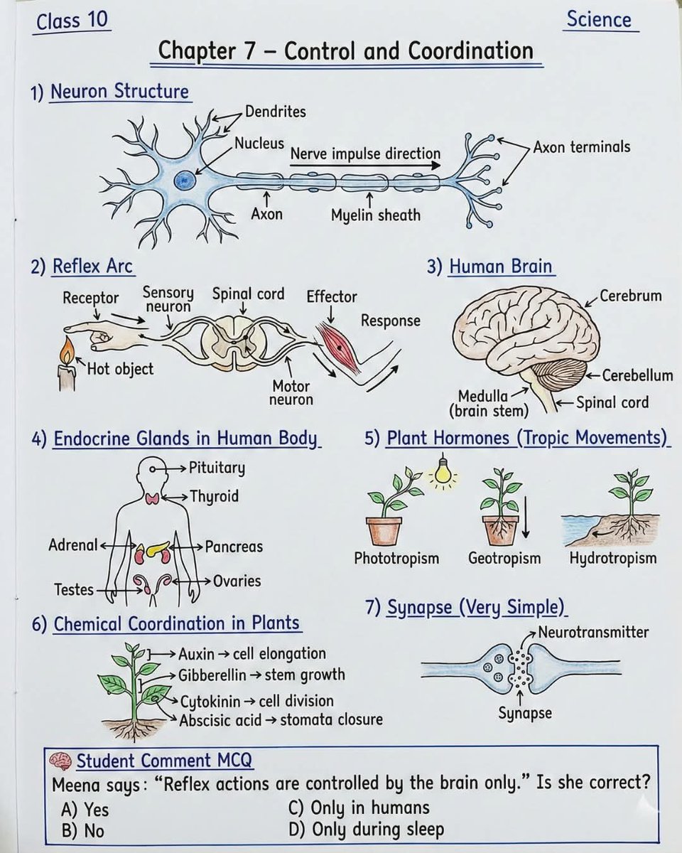 skglearning's tweet image. Basic 009
Control &amp;amp; Coordination Explained 🧠

Understand neuron structure, reflex arc, brain parts, endocrine glands, plant hormones, and nervous system coordination clearly.

#ControlAndCoordination #NervousSystem #BiologyRevision