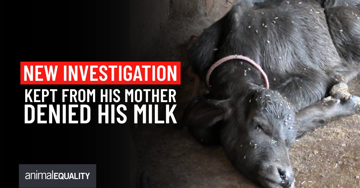 Animal Equality tweet media