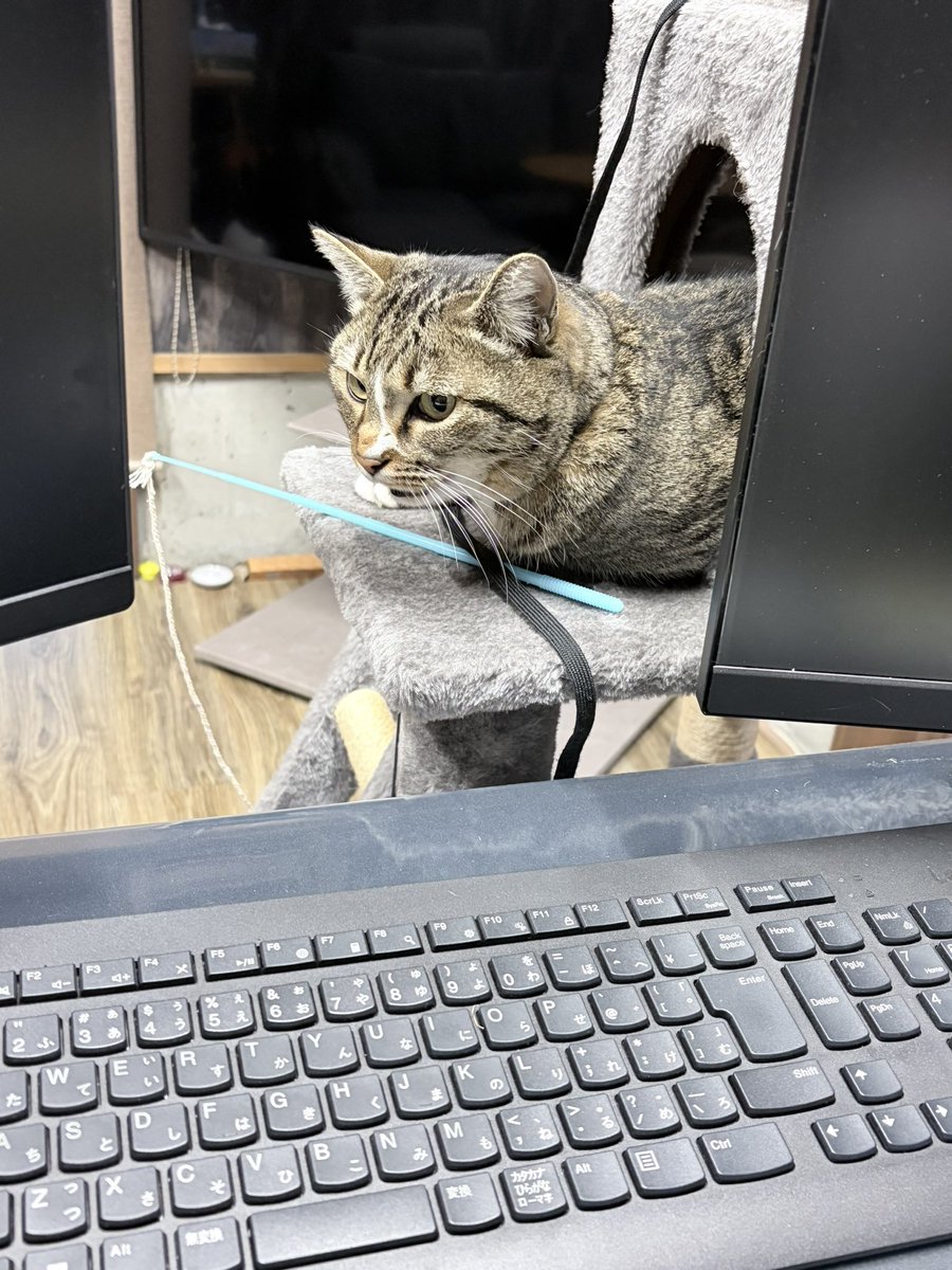 naga_buchio's tweet photo. おはようございます😊セイッ👊
今日も雨が降らない豊後大野市です。
乾燥してるので、触る度にバチバチっと、愛猫のりん様が静電気の塊になってます😭このまま進化して「ピカにゃん」にでもなるつもりでしょうか？
では皆さん今日も1日ご安全に💪 #asa933 #obsniji #onsvoice #2時6時 https://t.co/xsv3rI2taJ