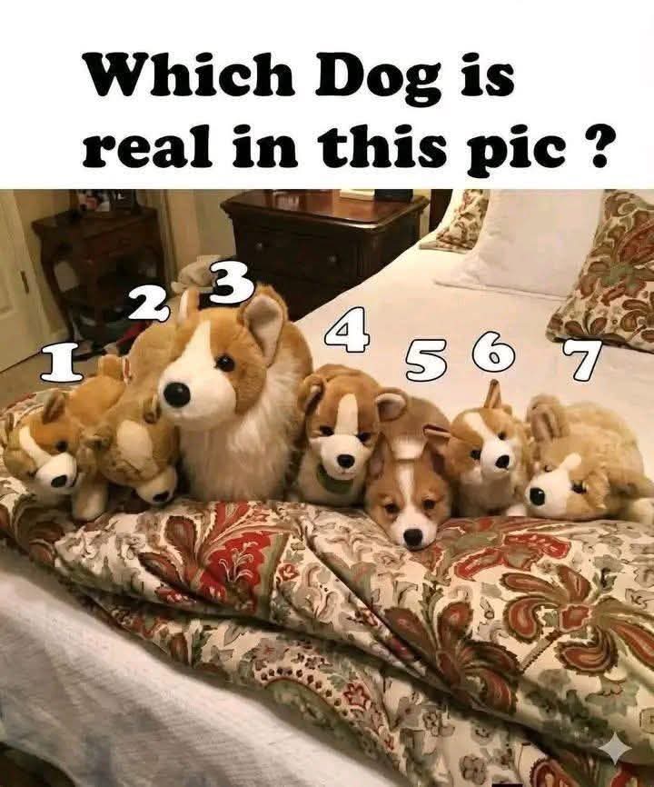 Help Street Dogs tweet media