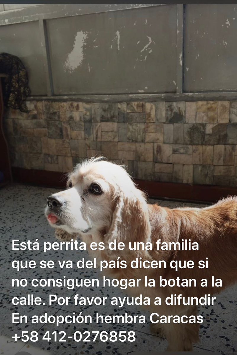 #Caracas
Está hermosa perrita necesita urgente un hogar responsable.
Los miserables de los dueños se van del país y no la llevan.
Les pido por favor difundir hasta encontrar una verdadera familia🥹🐶💔
Gracias🆘🥹🙏🏻💒
