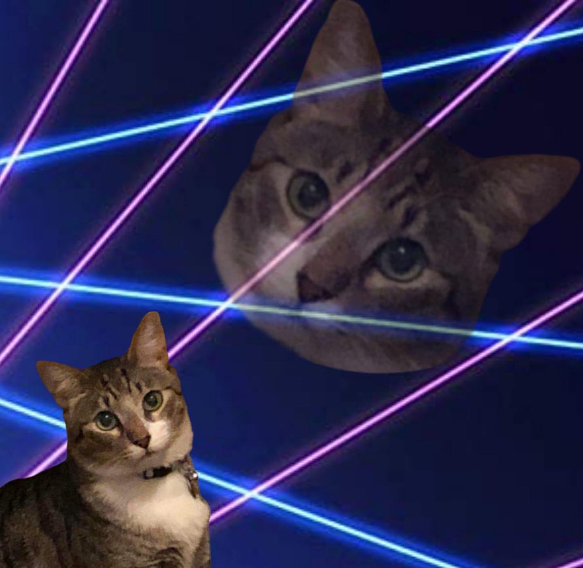 PSWsenate's tweet image. As promised.. more cats.
#cats #finney #StarWars