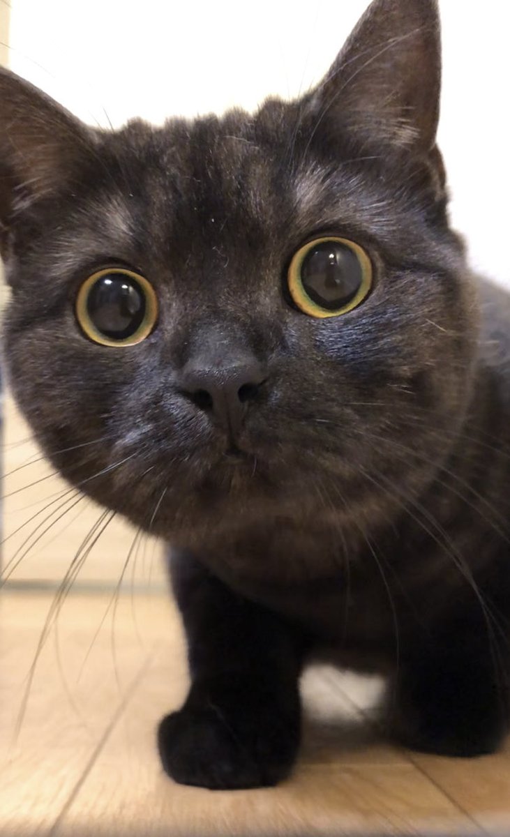 aomineco（黒猫あおみね＆さつき） (@aomine0911) / Posts / X