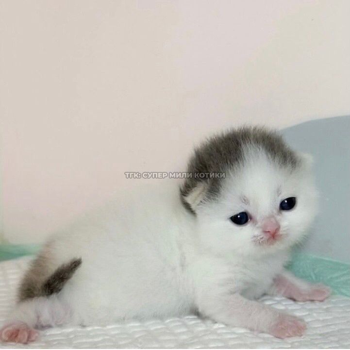 Posts Of Kittens🐾 tweet media