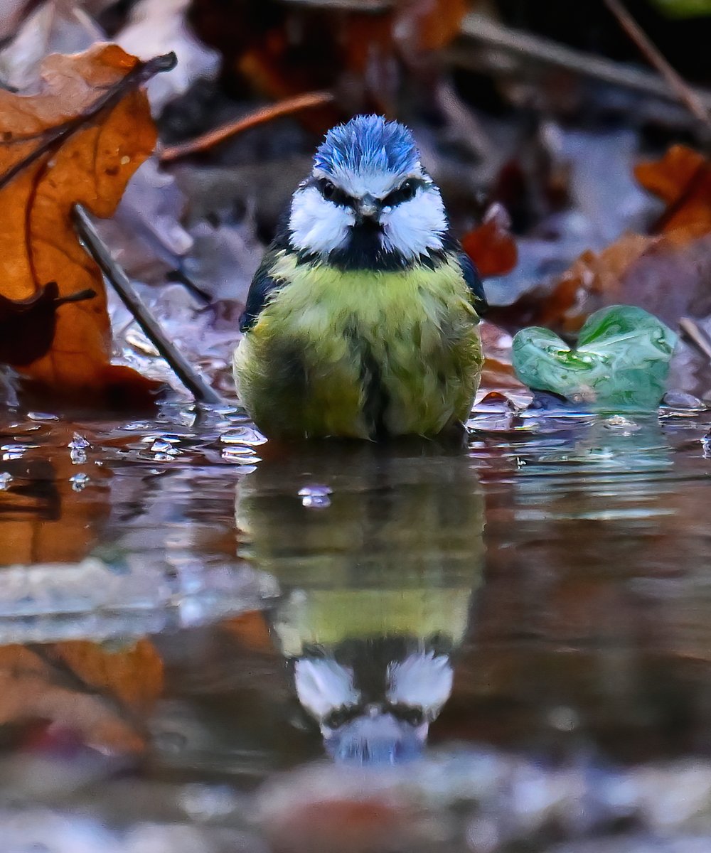 CarlBovisNature's tweet photo. Do you mind, I'm having a bath! https://t.co/YbK55sNB7g