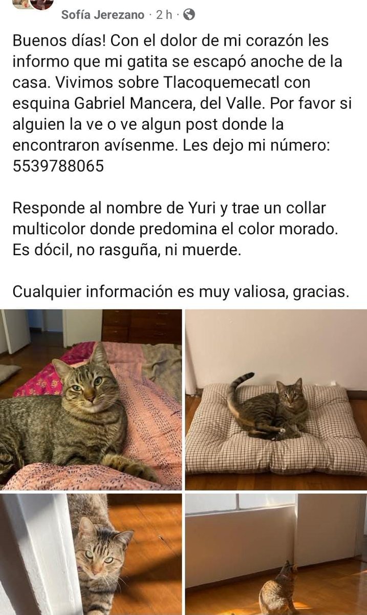 Alfredo Marquez T. tweet media