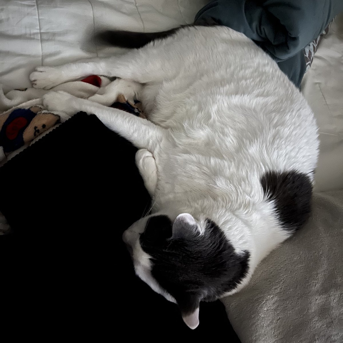 저희 집 고양이는 베개를 베는 것을 좋아해요 웃긴 고양이ㅋㅋ
