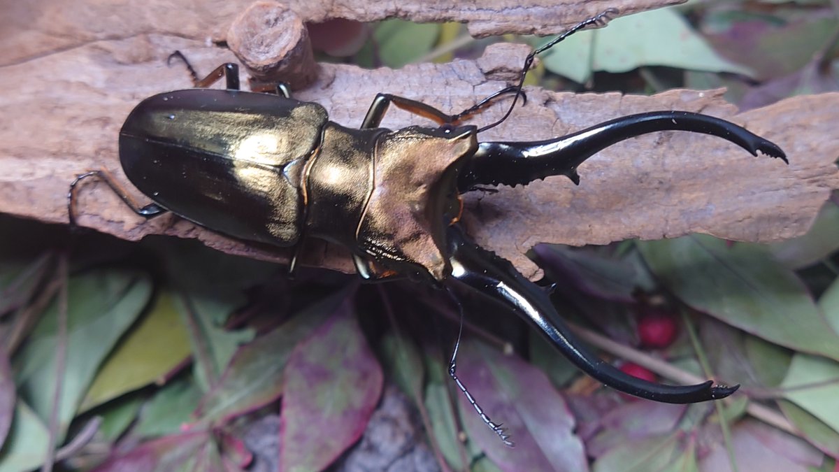 かぶぶくわわ (@mushi_lowkun) / Posts / X