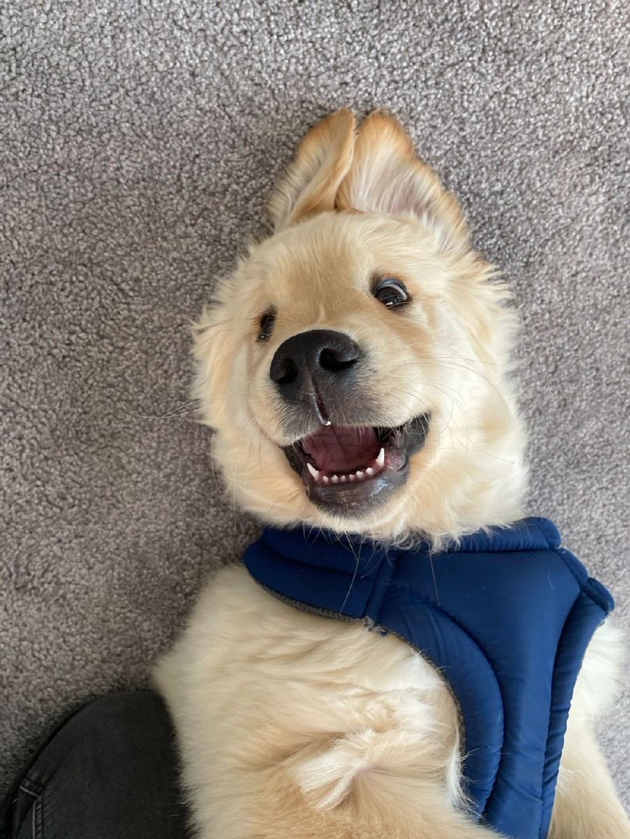 💖 (@twaniimals) on Twitter photo 