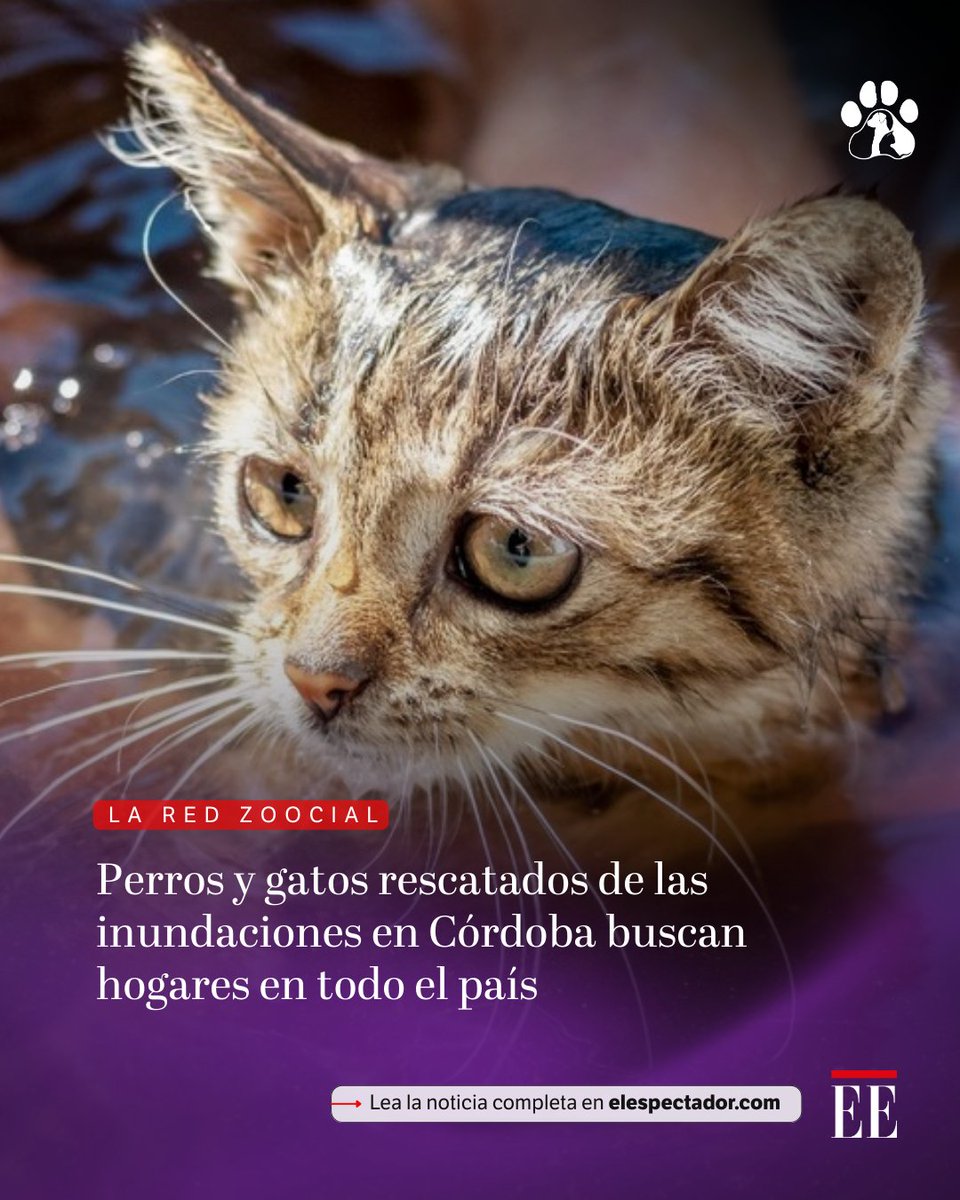 La Alcaldía de Montería y la Alcaldía Mayor de Cartagena unieron esfuerzos para lanzar una gran campaña nacional de adopción bajo el lema #CordobaNosNecesita.
👉🏼 trib.al/sGLEgjE