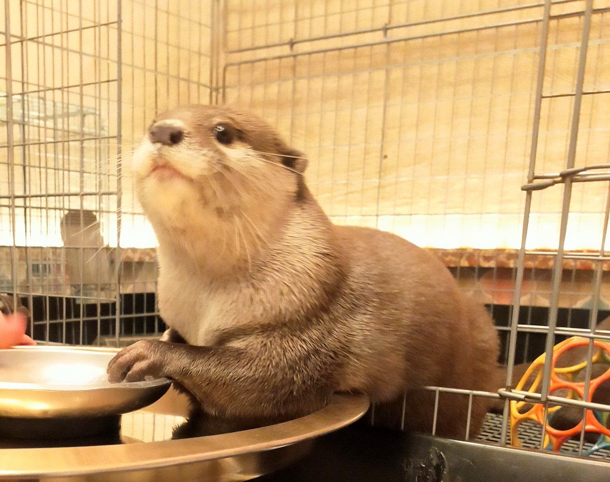 🍓だし🦦 tweet media