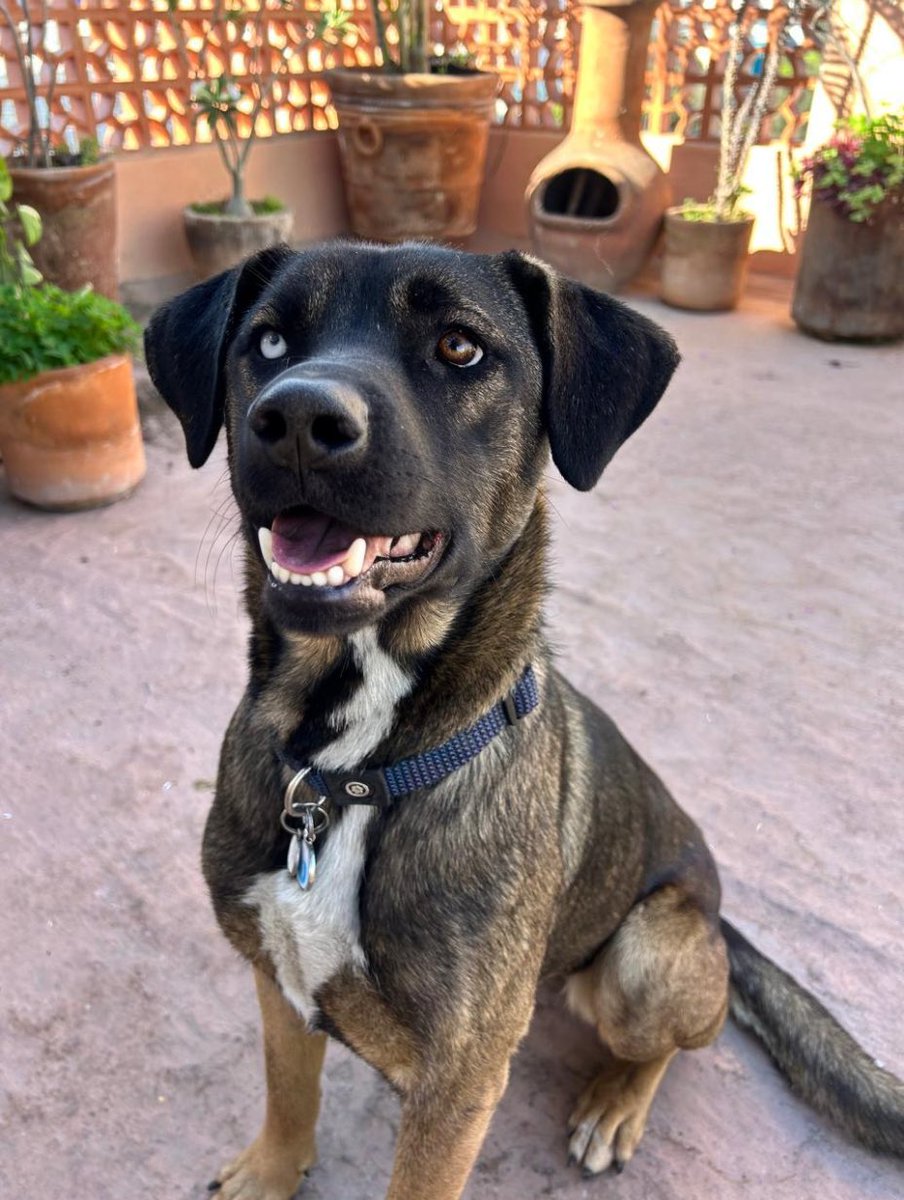 #Adopta a Cocoa 
#Perra, 1.5 años, talla grande. DVE. 
guillermo@mieldeabeja.mx o 3334962100