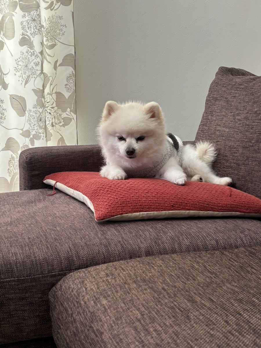 pikaemon07's tweet photo. 寝落ち寸前😆

#Pomeranian
#犬好きさんと繋がりたい
#犬のいる生活 https://t.co/CwjkaPDJ0v