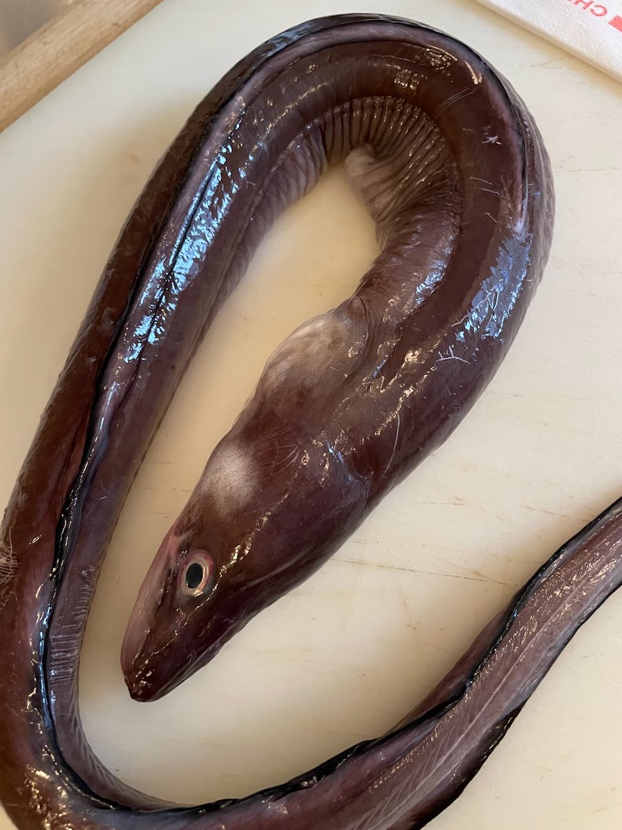 Edward Schneider tweet media