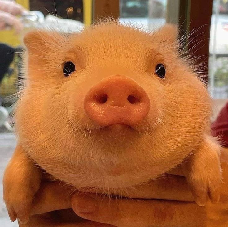 🐽