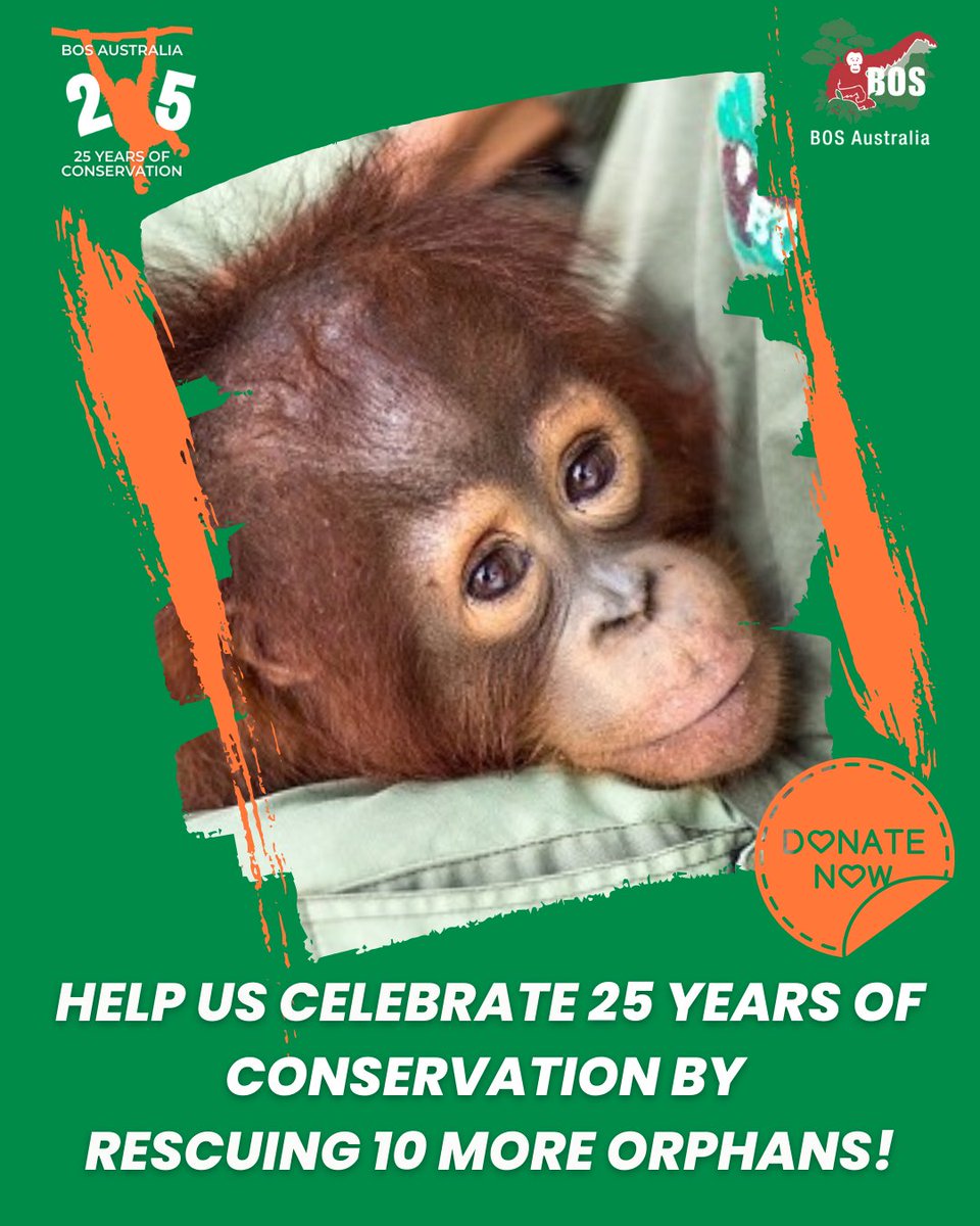 BOS Australia tweet media