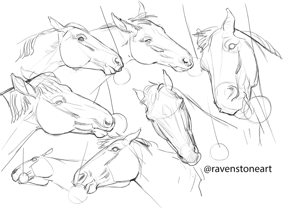 RavenstoneArt's tweet photo. Horse head practice! https://t.co/4SP5rV8WPm