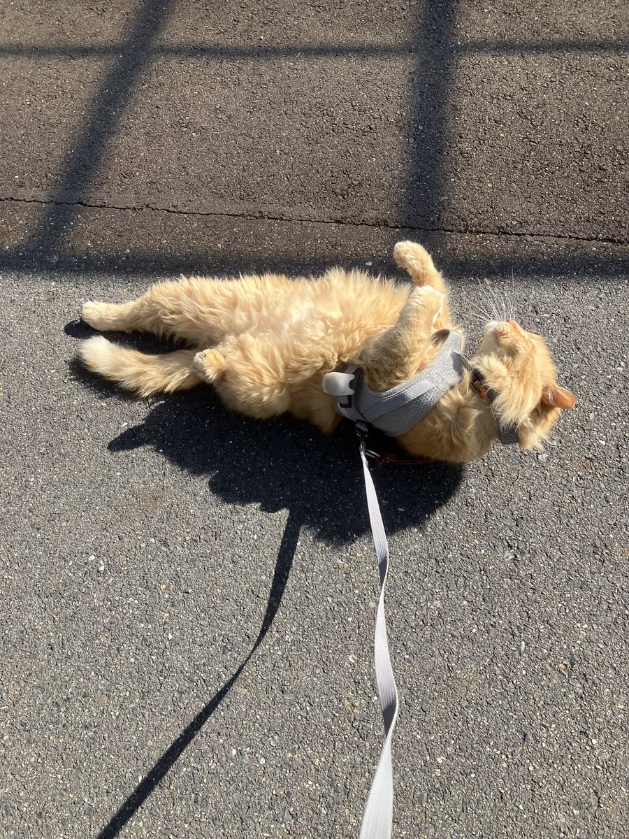 散歩猫のチャオくん、帰りたくない時は地面に寝そべってイヤイヤする困った子。だけどそこが可愛い親バカです
