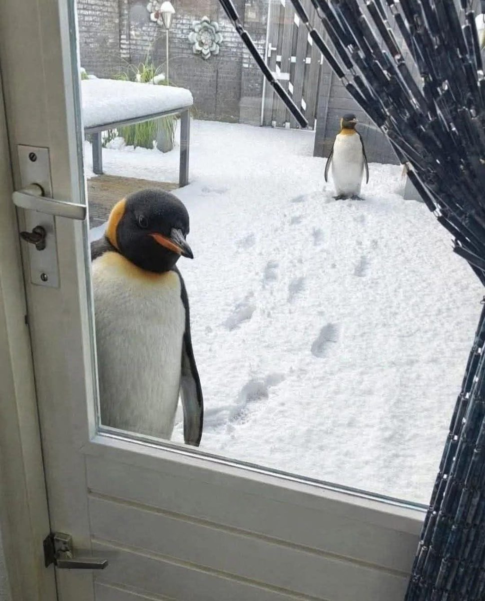 SlenderSherbet's tweet image. "Excuse me, do you have a moment to talk about our Lord and Saviour Pingu?"