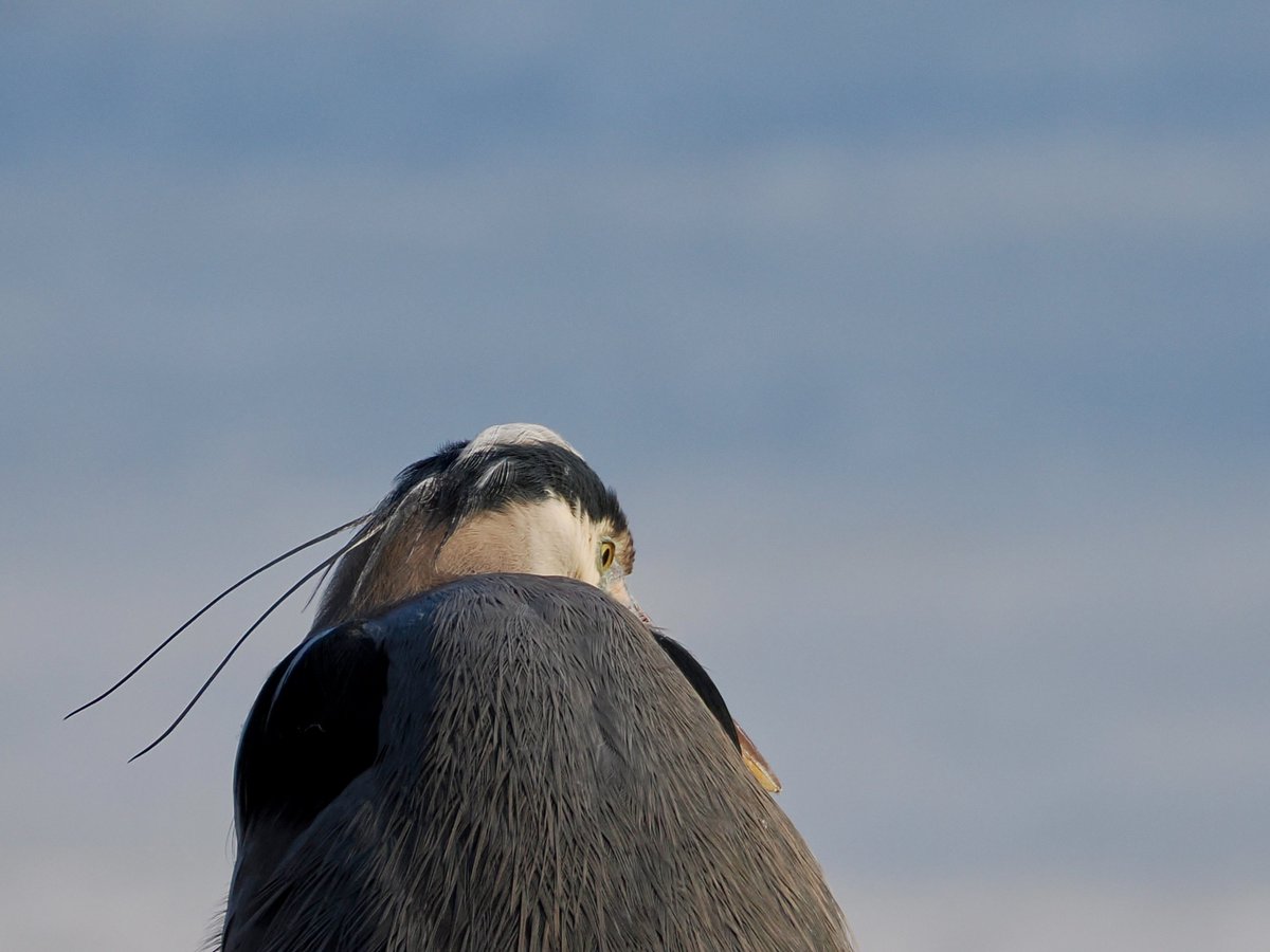 mawgdn's tweet photo. Great Blue #Heron #WadersWednesday #birdwatching Clove Lakes Park 02/17/26 https://t.co/CwAWI9NjMm