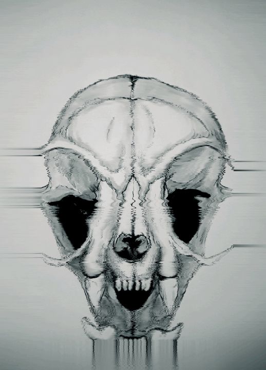 RabidSolutions's tweet photo. Art of the Day! "Domestic Cat Skull". Buy at: https://t.co/2LAXBUtTm5 https://t.co/f6FRx8B7my