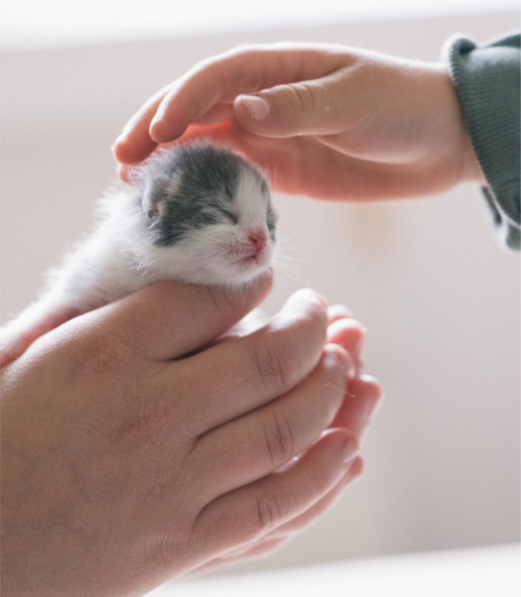 CannabisRedding's tweet image. #Redding S.N.A.P.  Spay Neuter and Protect raises money operating a Collectable / Gift Store in Palo Cedro 9155A Deschutes Road (530-547-02050) and organizes various fundraisers to support their mission #Donate #Collectables #Adopt #Volunteer  tinyurl.com/4wwe6bu5 Please Give!