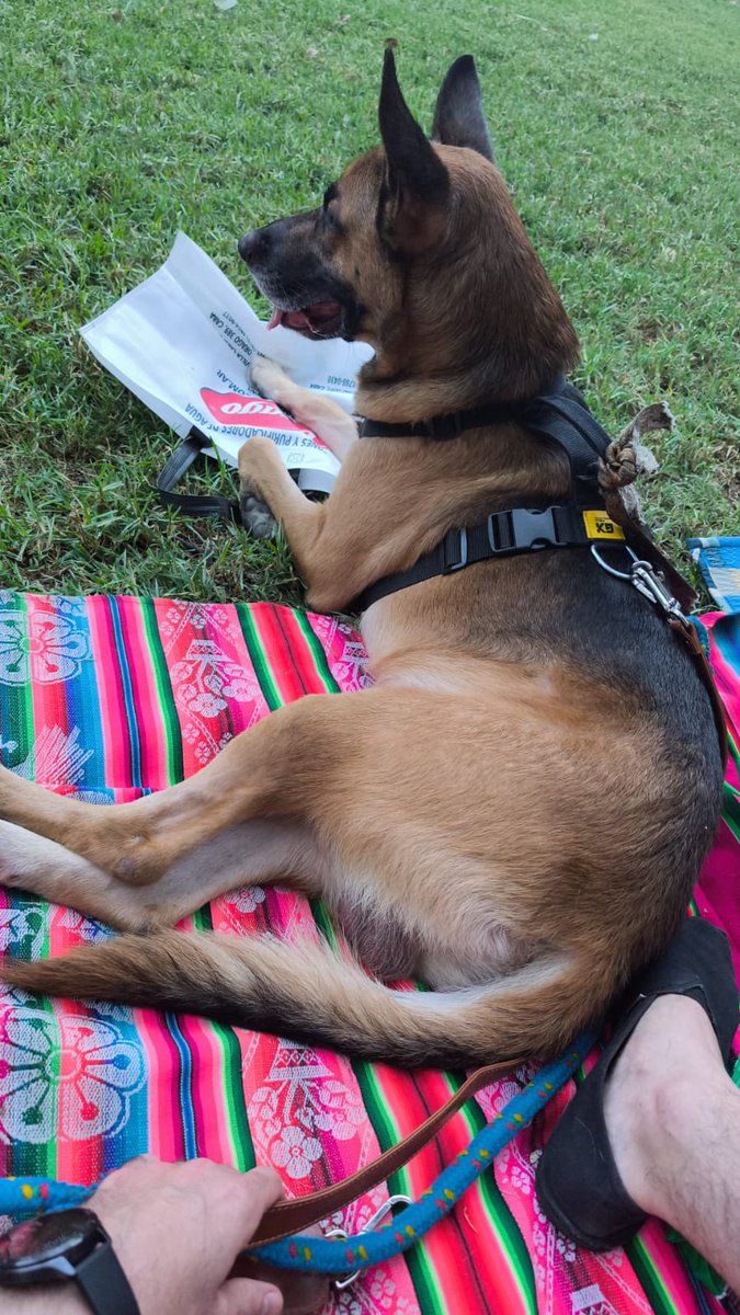 Perro encontrado en CABA 
buscan tránsito o adopción!!!
Alejandro
+54 9 11 6732-7664
RT por favor