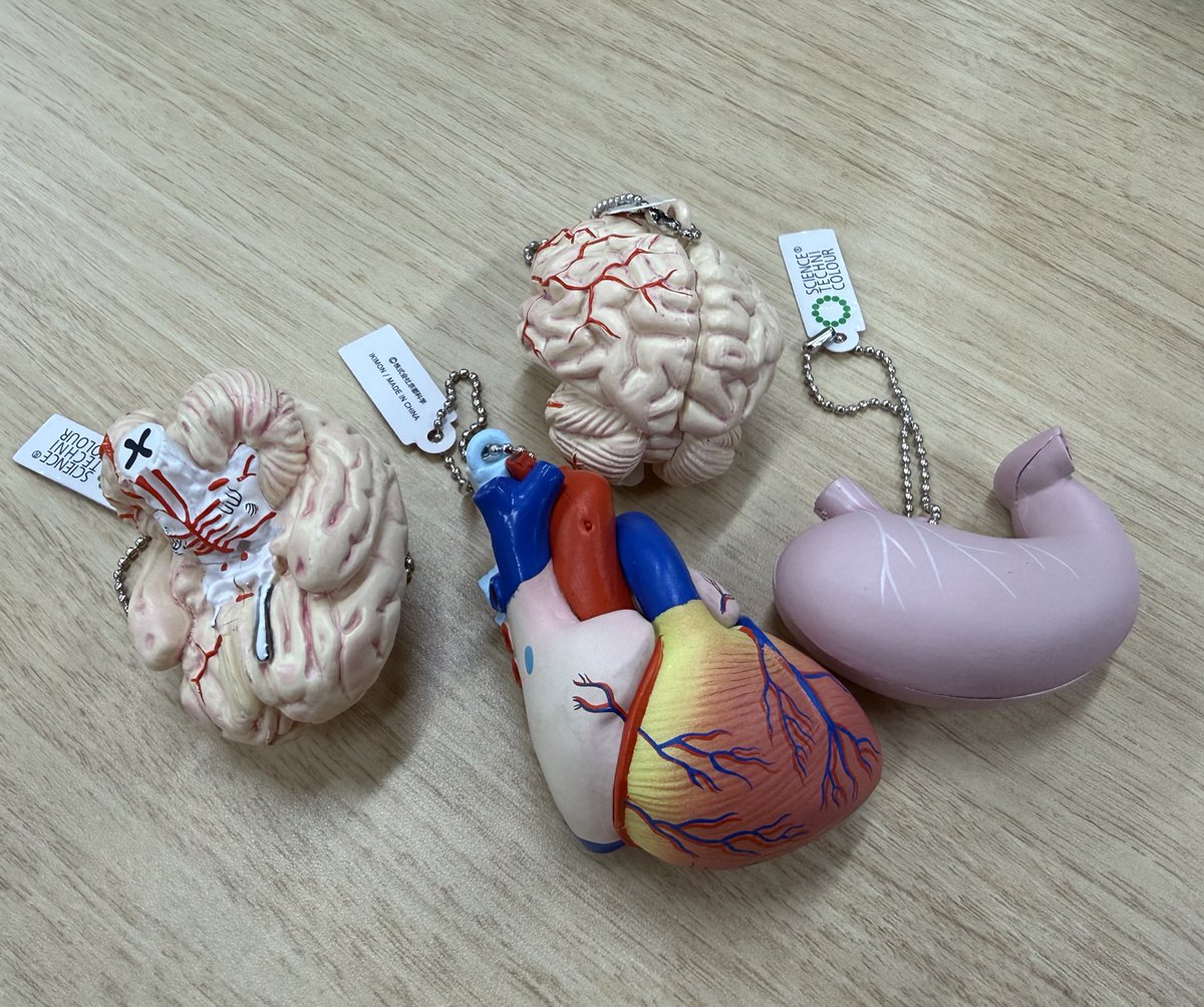 上野の国立科学博物館で人体模型のキーホルダーのガチャガチャあって