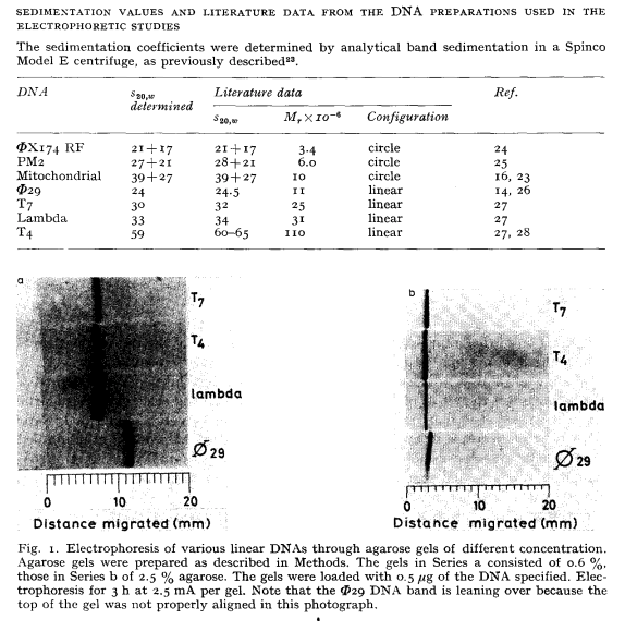 It is really remarkable how so many things in biology, which we take completely for granted, were adopted by accident.

One example:

When scientists run a gel to separate DNA molecules, they usually add ethidium bromide to the agar. Ethidium bromide is a fluorescent dye that