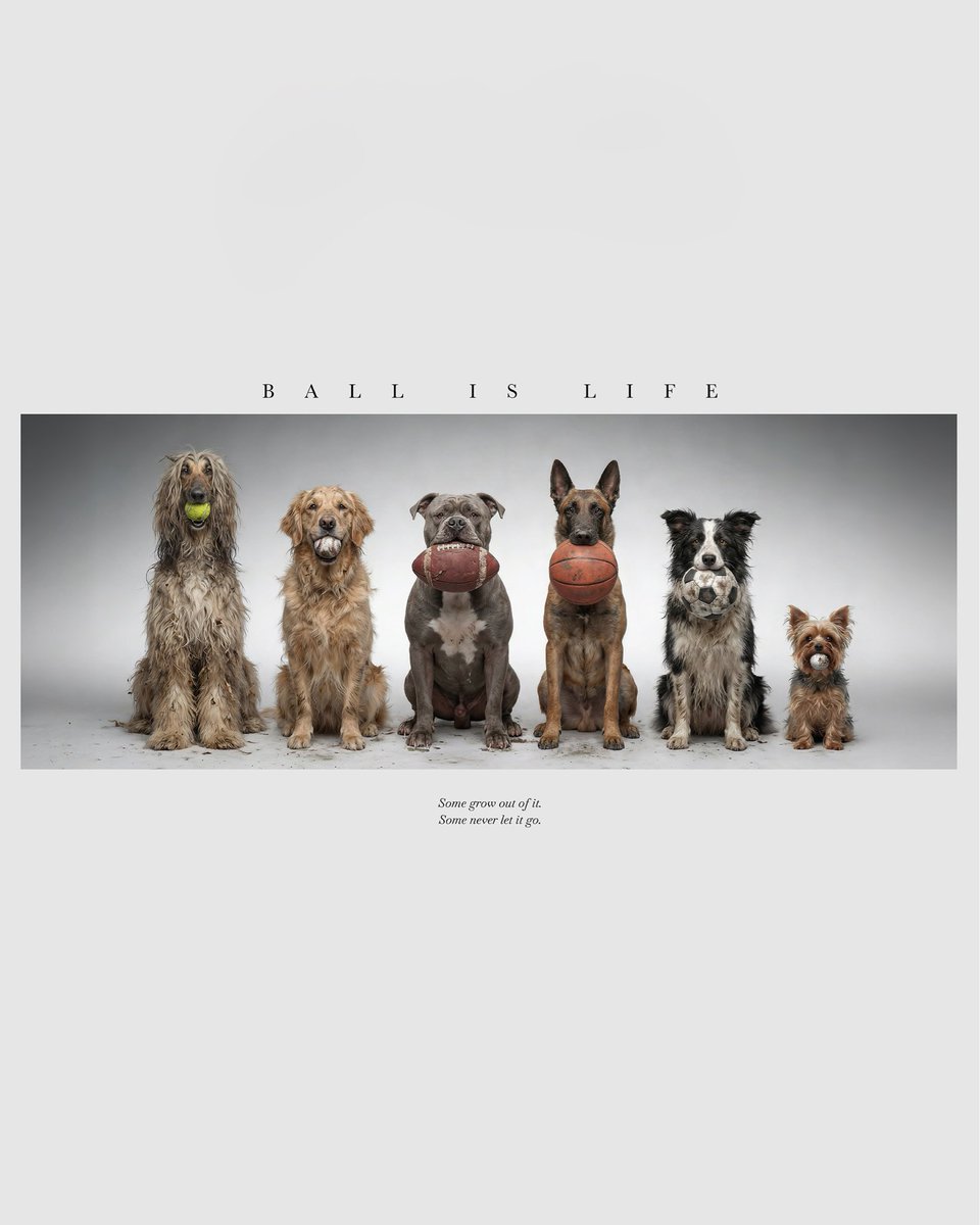 ikonick_xyz's tweet image. some grow out of it, some never let it go… 🎾⚾️🏈🏀⚽️
Shop our new ‘Ball is Life’ Piece @ the 🔗 in Bio!

#BallIsLife #CanvasArt #IKONICK