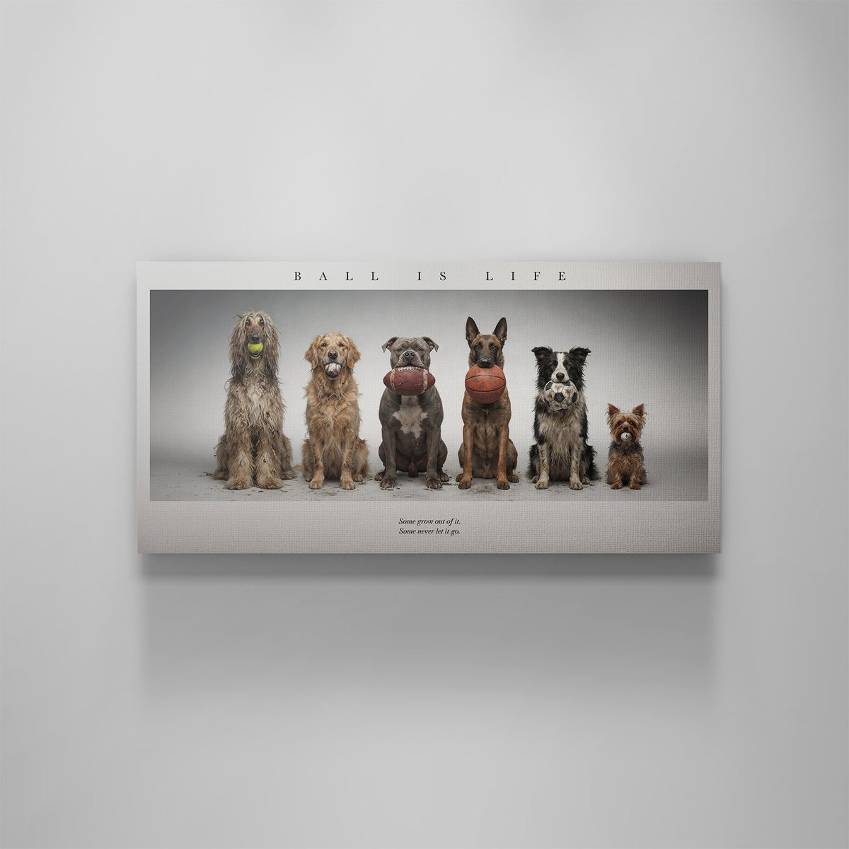 ikonick_xyz's tweet image. some grow out of it, some never let it go… 🎾⚾️🏈🏀⚽️
Shop our new ‘Ball is Life’ Piece @ the 🔗 in Bio!

#BallIsLife #CanvasArt #IKONICK