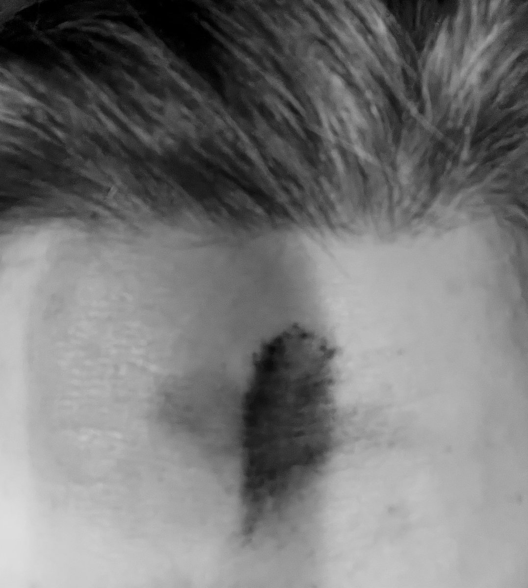 𝔸𝕋𝕣𝕒𝕕ℂ𝕒𝕥𝕙𝕠𝕝𝕚𝕔 ☧ tweet media