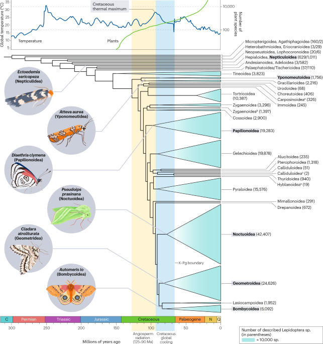 NatRevBiodiv's tweet photo. New online! Evolution, genomics and conservation of butterflies and moths https://t.co/OBzkp4vAcB https://t.co/rFhvr7MuVv